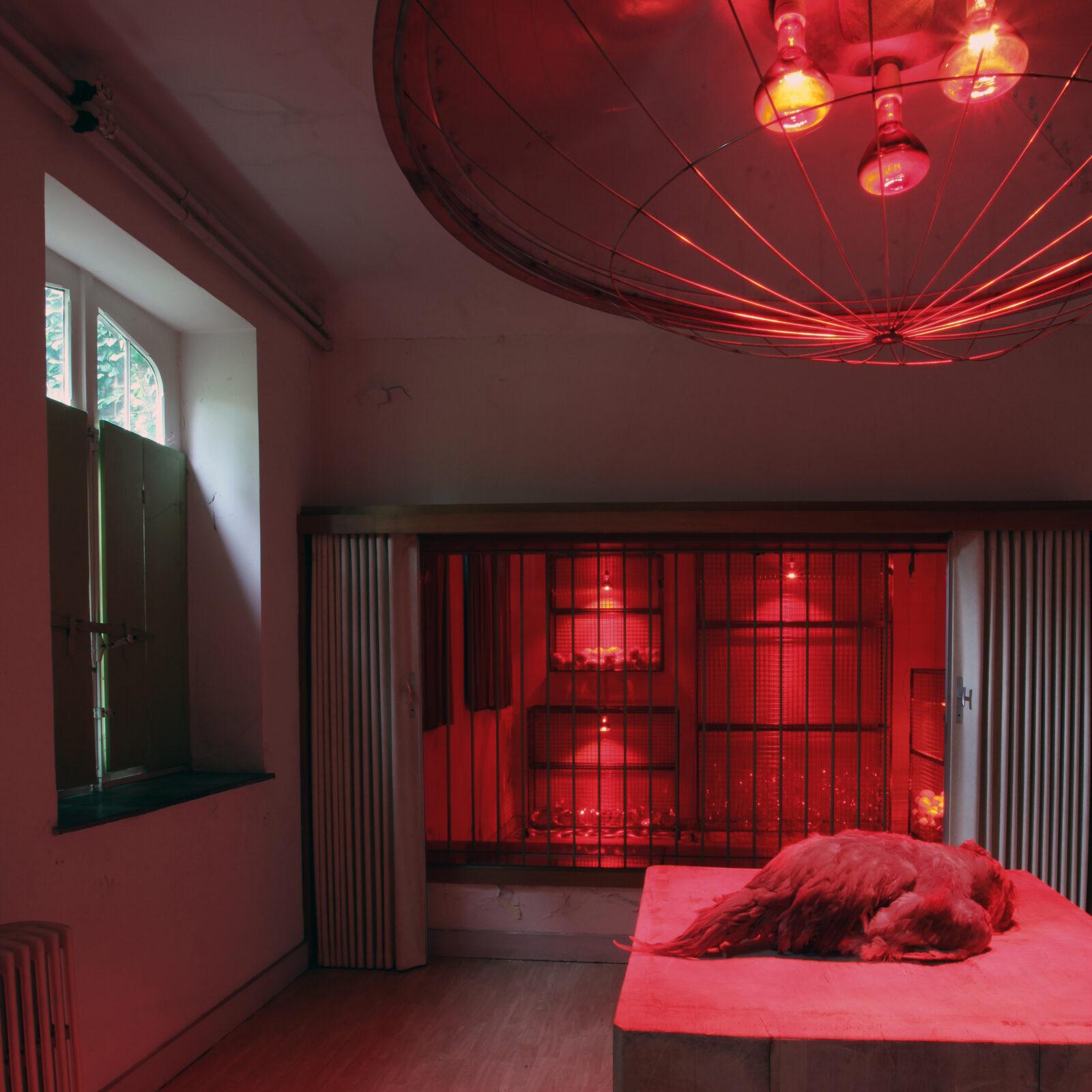 Koen Vanmechelen, Ingewikkeld, Clarissenklooster Hasselt, Extra Muros, 2010