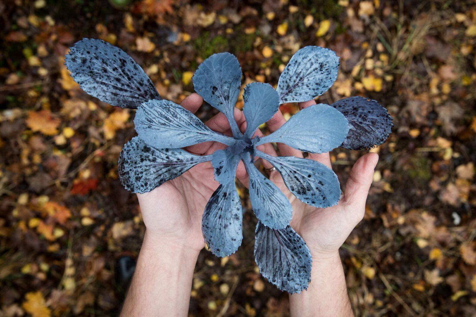 Kristof Vrancken, Mijnkool, fotografie, 2017