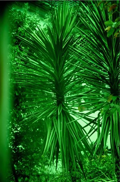 Trees De Mits, Kin, foto op Dibond, 2019, 40 x 60 cm