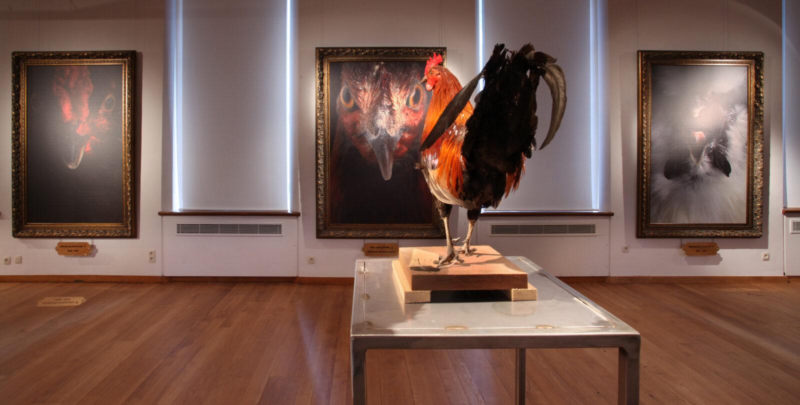 Koen Vanmechelen, Combat, AldenBiesen, Extra Muros, 2012