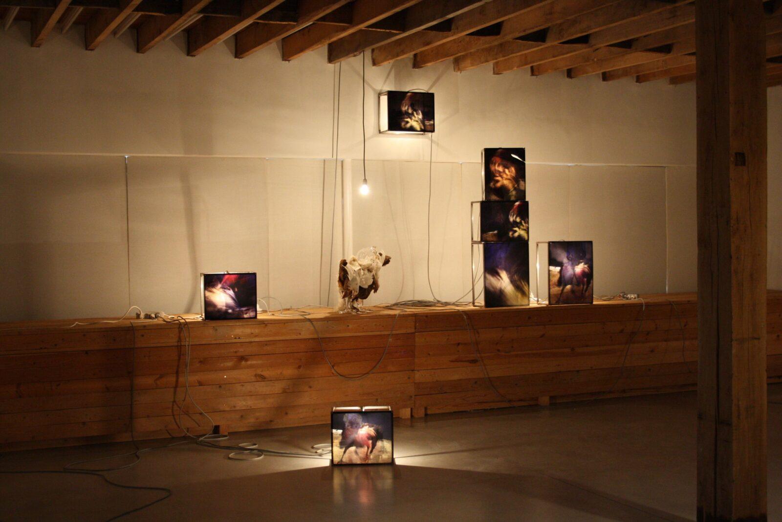 Koen Vanmechelen, Brasil Veren, Heusden-Zolder, 2012