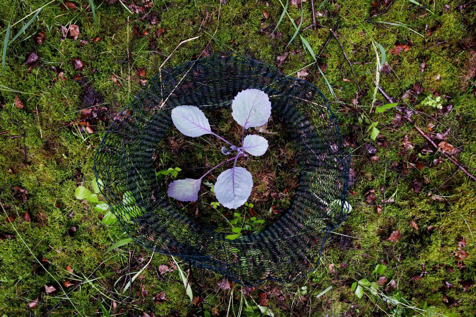 Kristof Vrancken, Zonder titel, fotografie, 2017