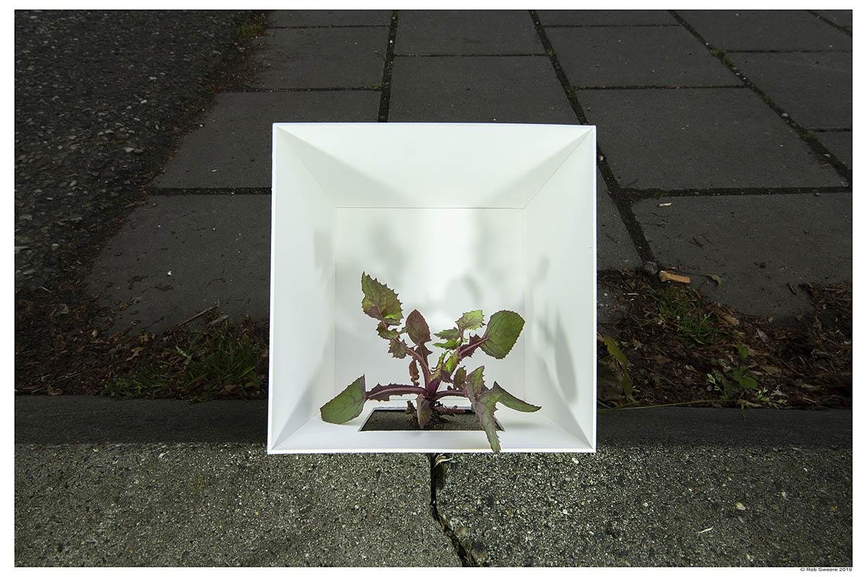 Rob Sweere, Streetlife, Sonchus oleraceus, 2019