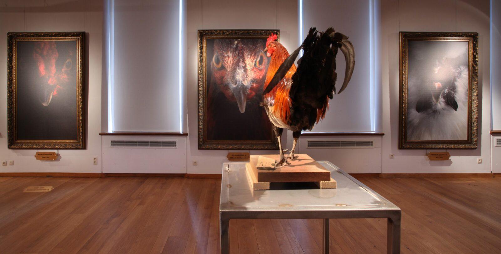 2012 Combat: Koen Vanmechelen