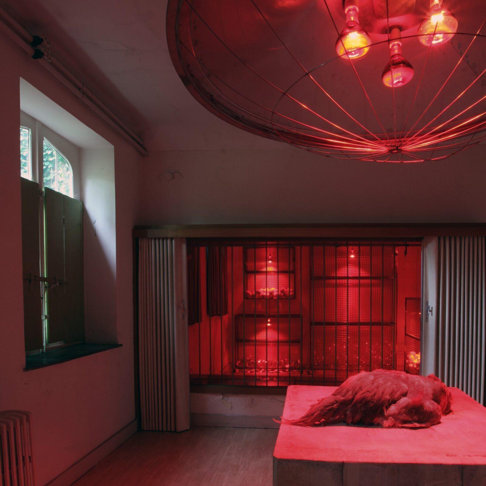 2010 Ingewikkeld: Koen Vanmechelen