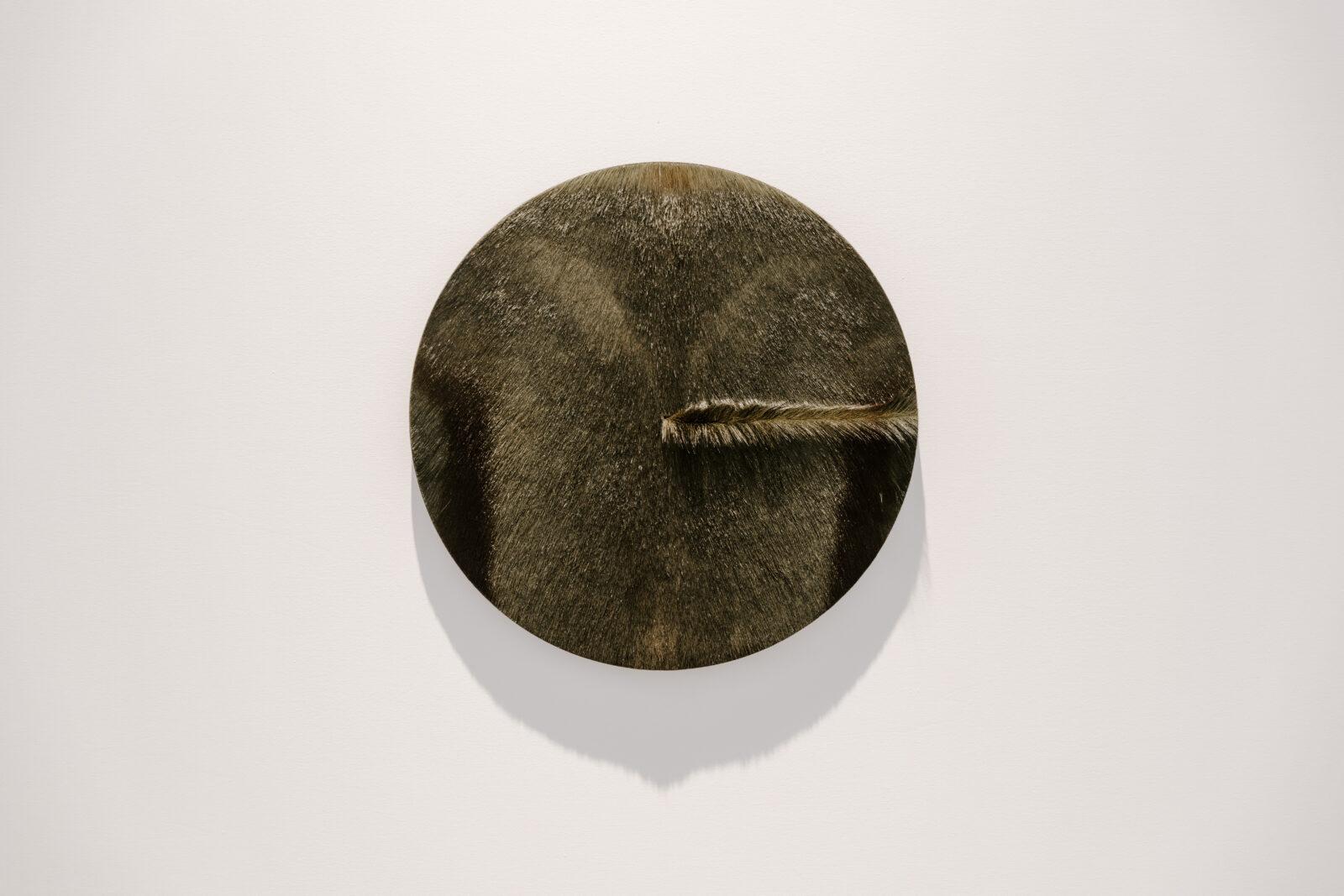 Lore Langendries, Please Do Touch, Wandobject, Springbokhuid, Hout, 40 cm diameter